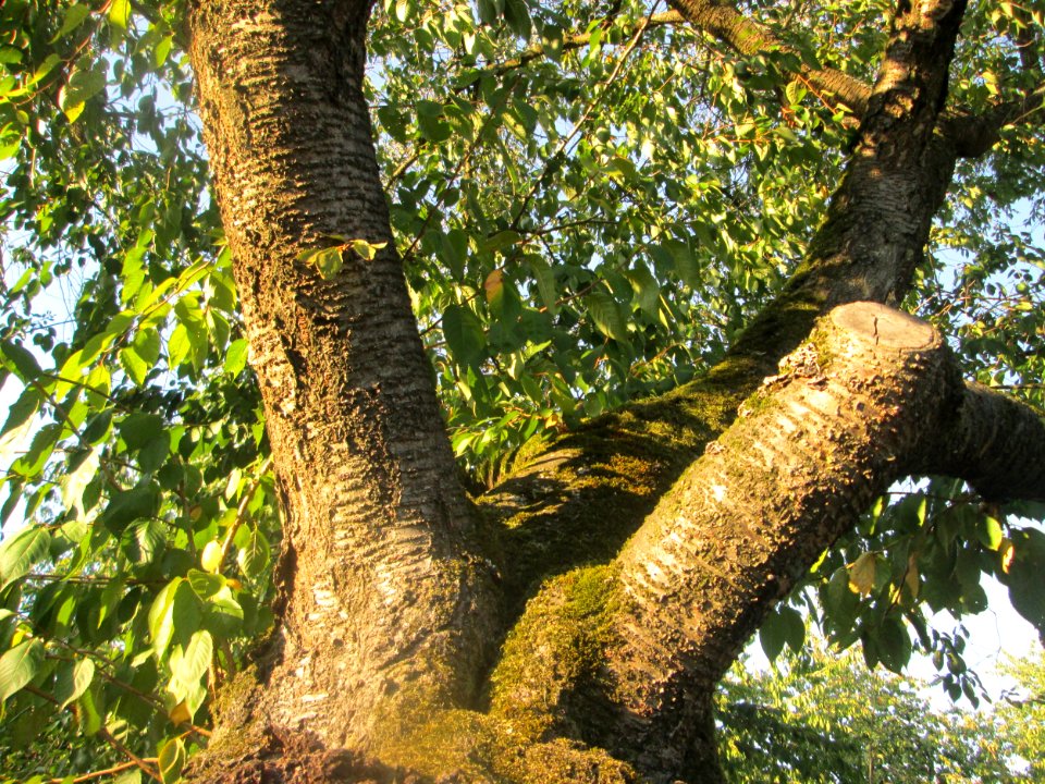 20180920Kirschgarten_Schwetzingen5