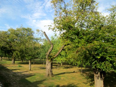 20180918Kirschgarten_Schwetzingen1