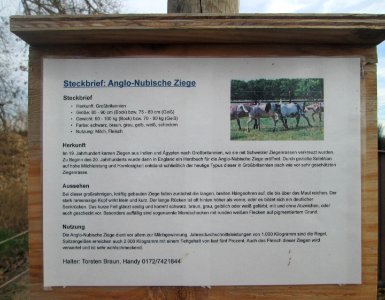 20181125Anglo-Nubische_Ziege4