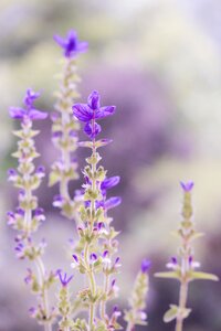 Nature flower sage