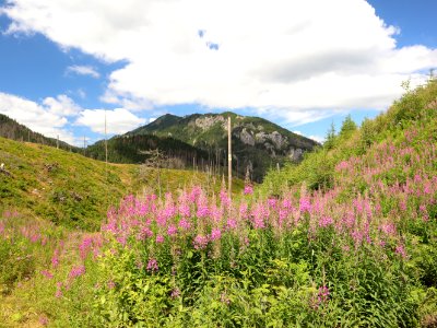 2019_Dolina_Chochołowska,_wierzbówka_kiprzyca