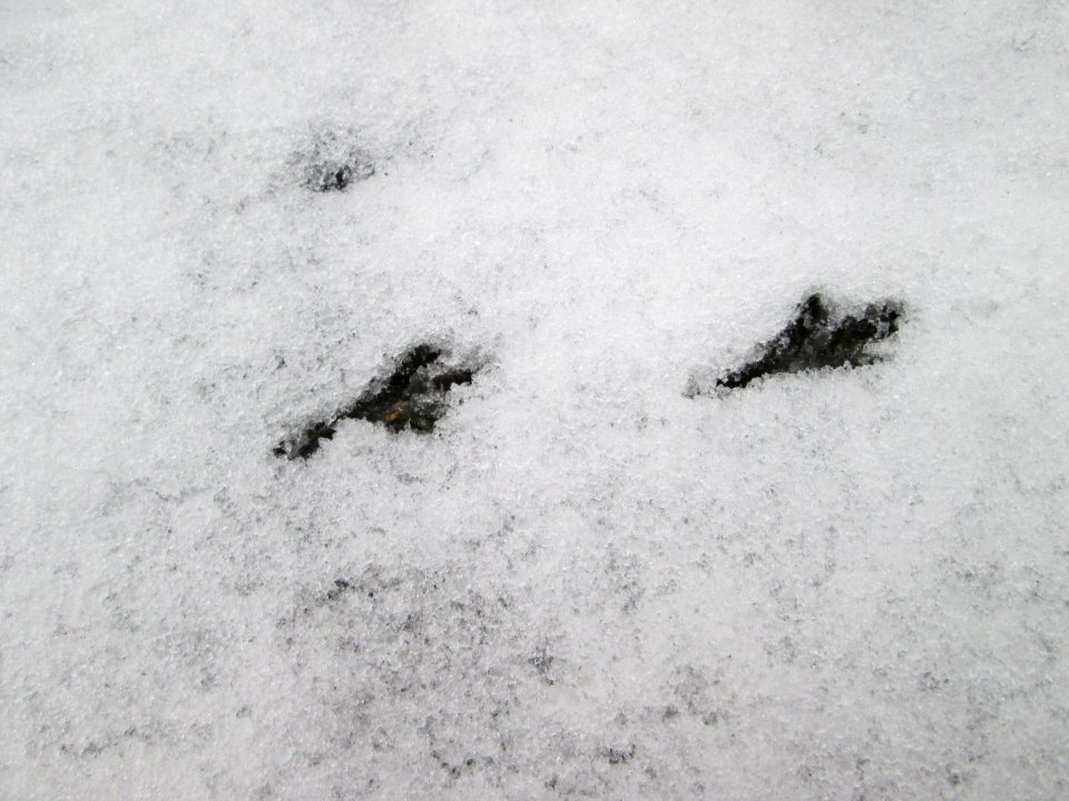 20171218Vogelspuren1