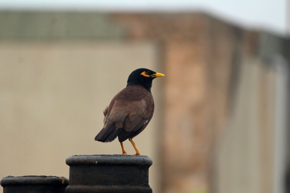 Myna common myna mynah