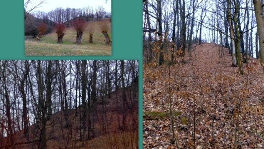 2019_Ehemalige_Sprungschanze_am_Burgwartsberg