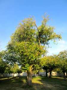 20180920Kirschgarten_Schwetzingen4