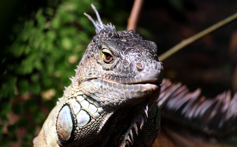 Reptile animal dragon photo