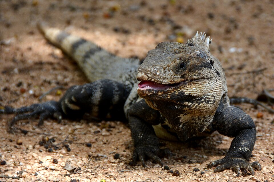 Animal creature exotic