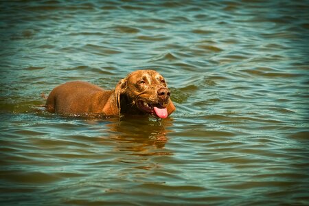 Pet animal portrait hunting dog photo