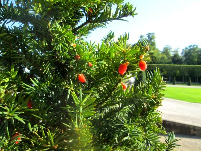 20180920Taxus_baccata