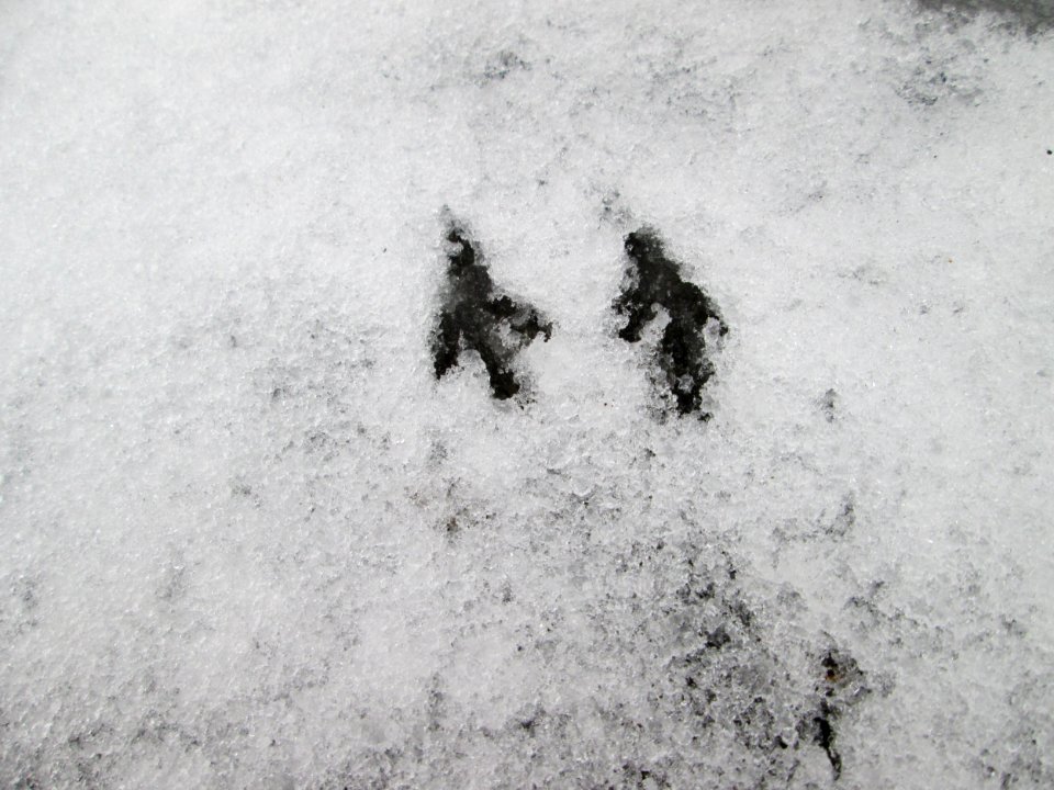 20171218Vogelspuren3