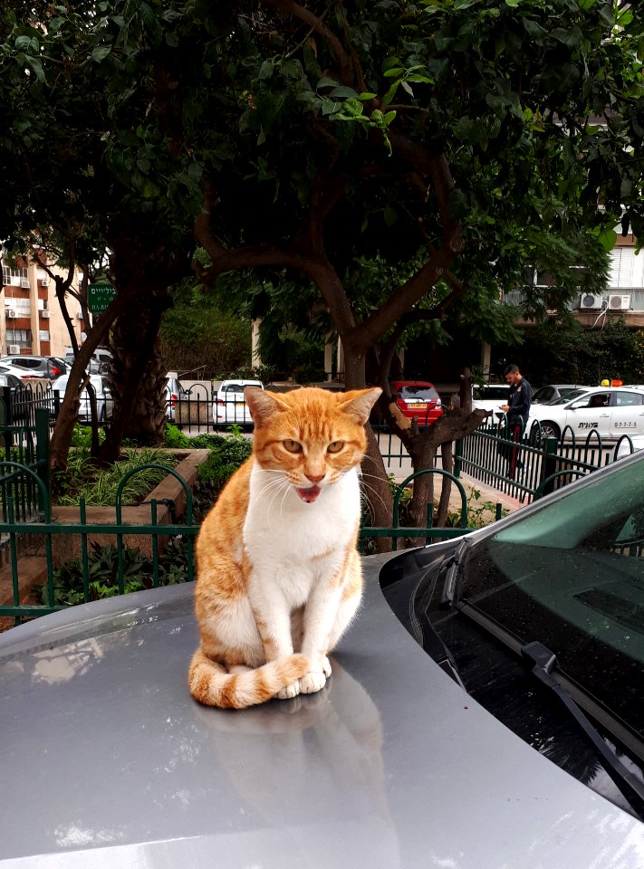 20171229_104511-cat-ramat-gan-2017