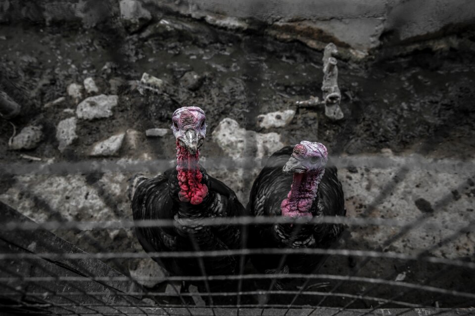 Animal turkey birds