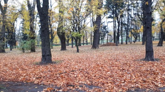 20181104_park_lodz_november_2018