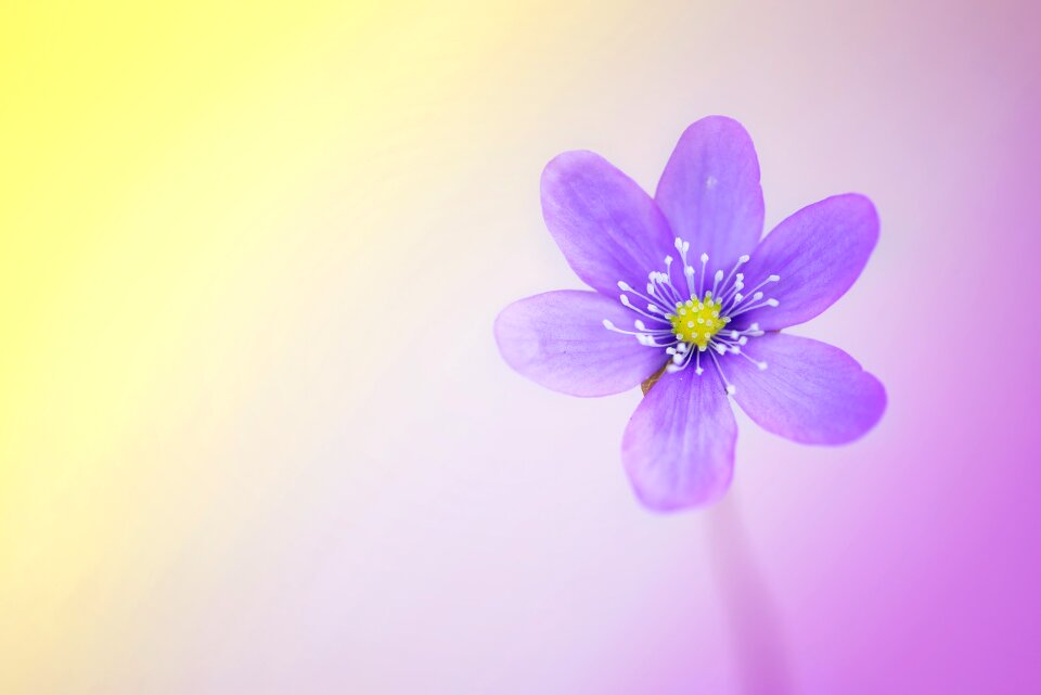 Purple hepatica spring flower