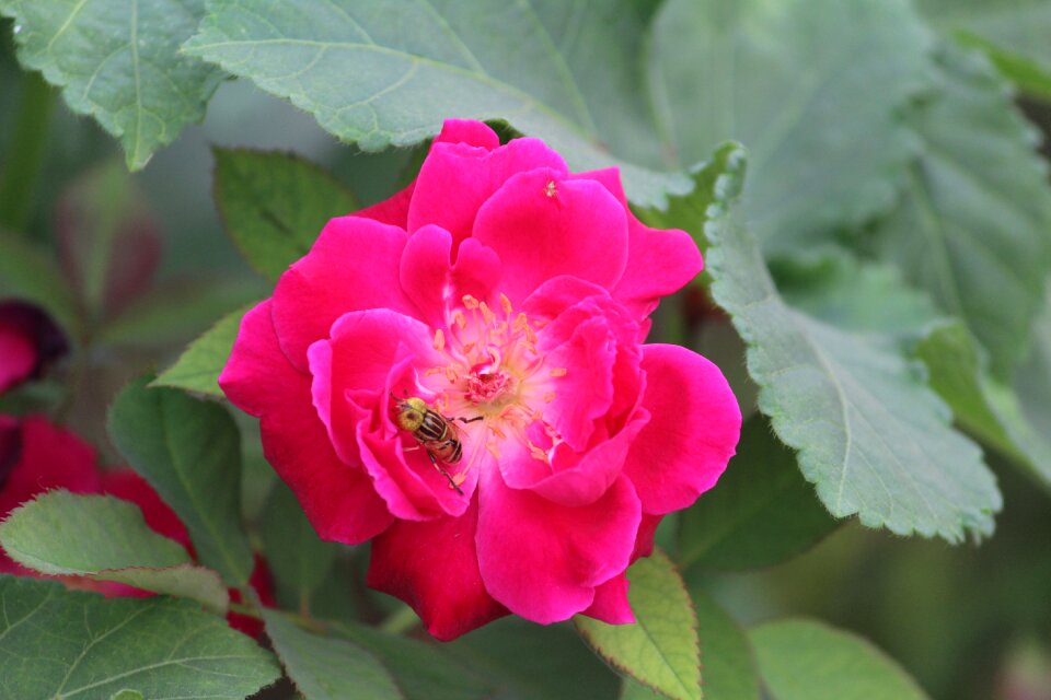 Bee on a flower honey bee pollination