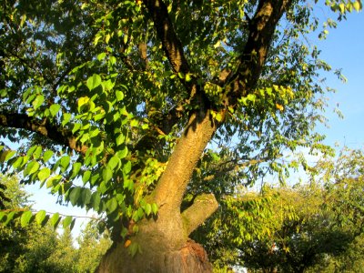 20180920Kirschgarten_Schwetzingen6