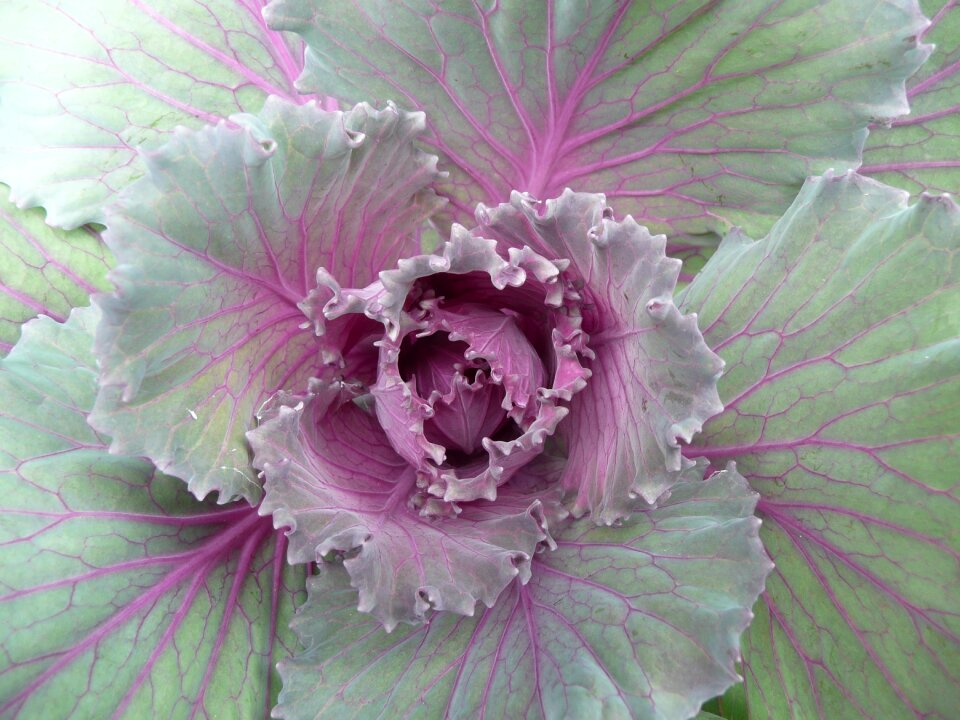 Vegetable organic vegetarian