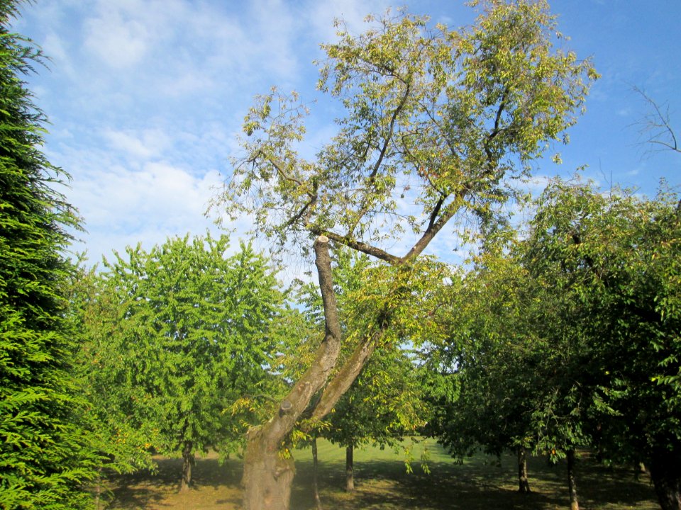 20180918Kirschgarten_Schwetzingen2
