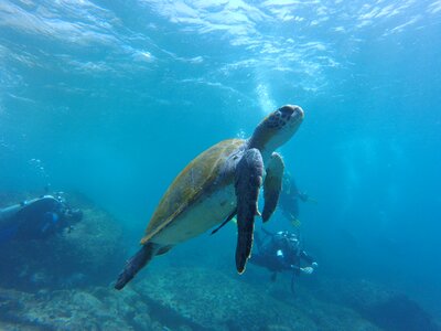 Mar water diver