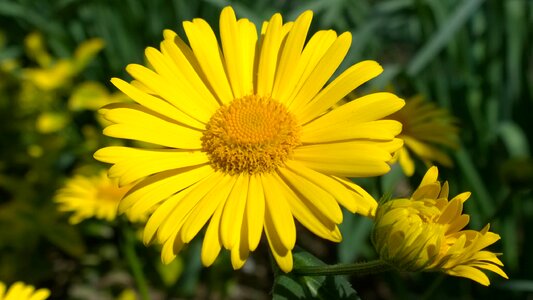 Spring flower sunshine yellow photo