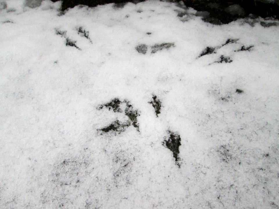20171218Vogelspuren2