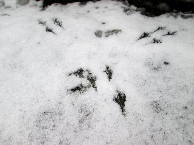 20171218Vogelspuren2