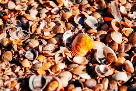 Shore pearl seashells