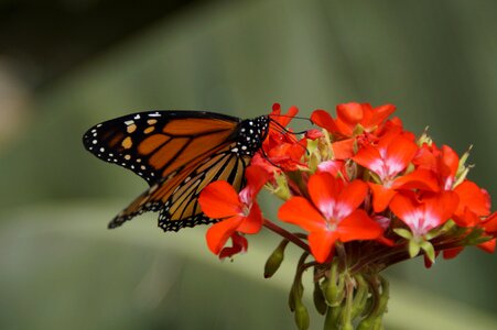 Monarch tropical orange photo