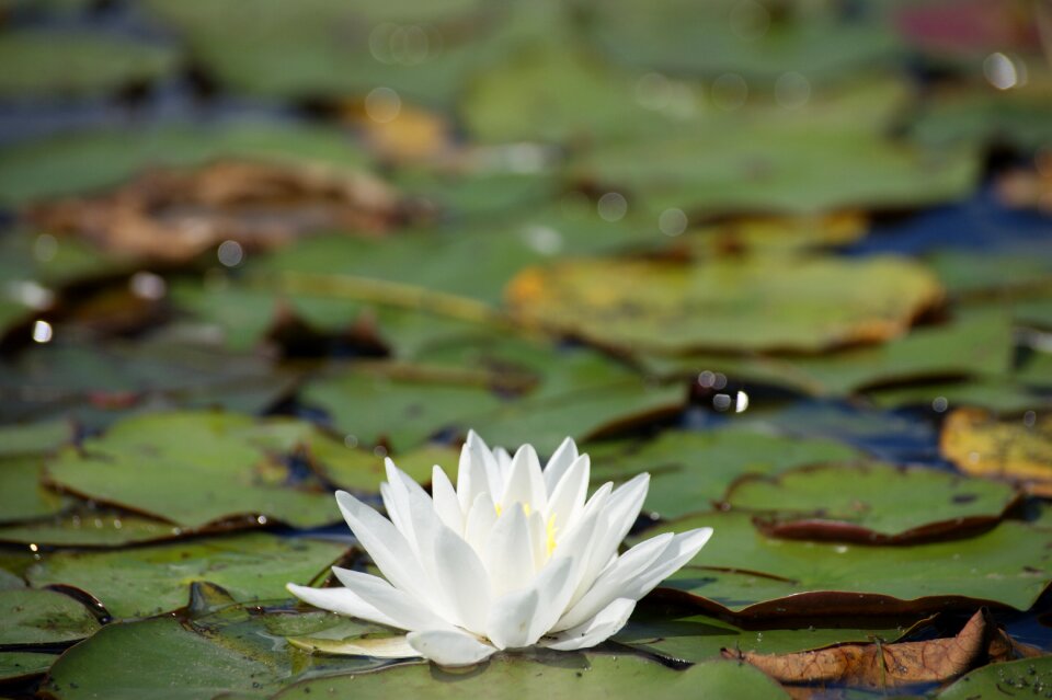 River lily pad green river