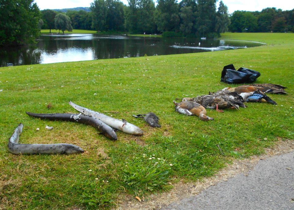 2018_Dead_animals_in_Bonn_Rheinaue