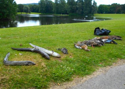 2018_Dead_animals_in_Bonn_Rheinaue photo