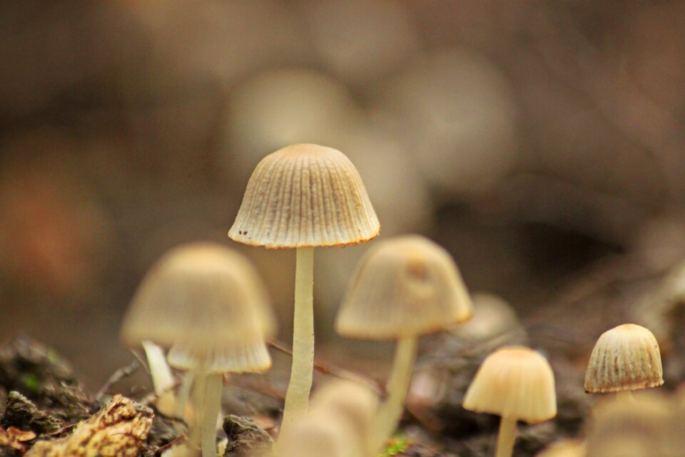 Autumn forest floor small
