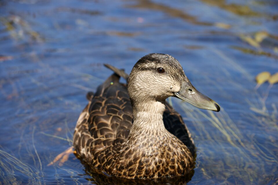 Swimming quack water fowl photo