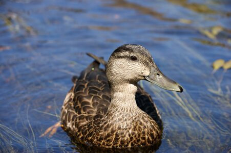 Swimming quack water fowl