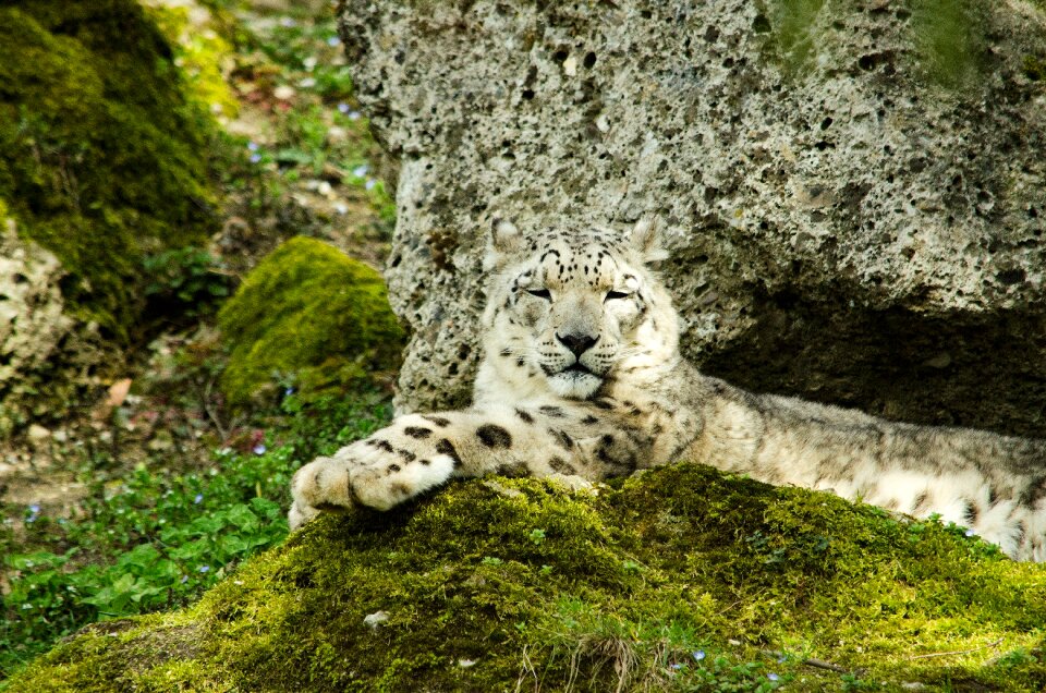Big cat predator zoo