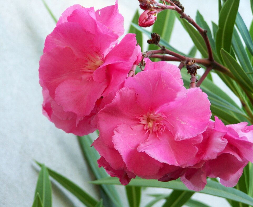 Pink flower mediterranean summer flowers