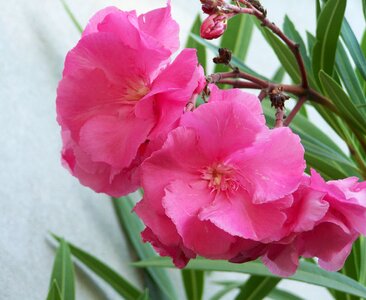 Pink flower mediterranean summer flowers