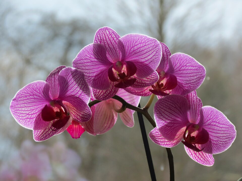 Houseplants blossom bloom