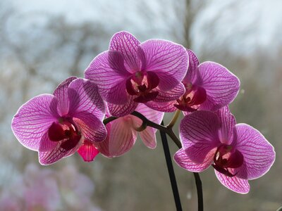 Houseplants blossom bloom