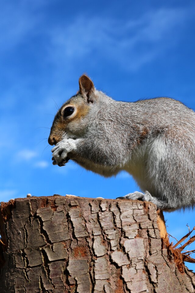 Animal grey gray