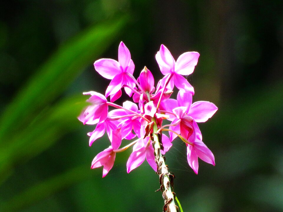 Garden pink flower pink
