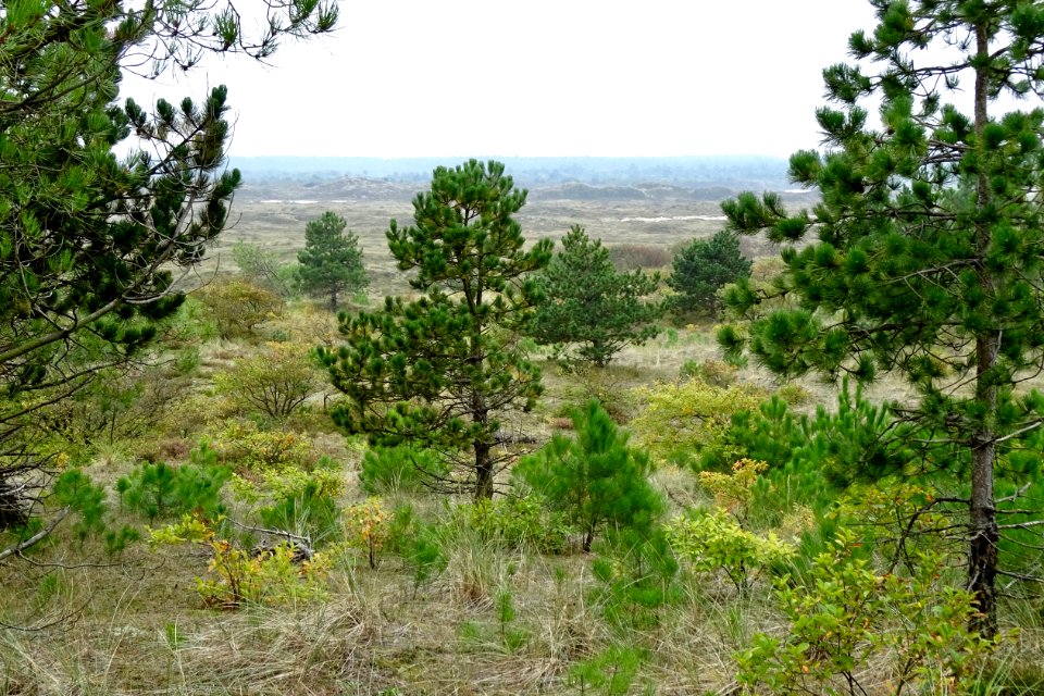 20170926_Schoorlsche_Duinen7