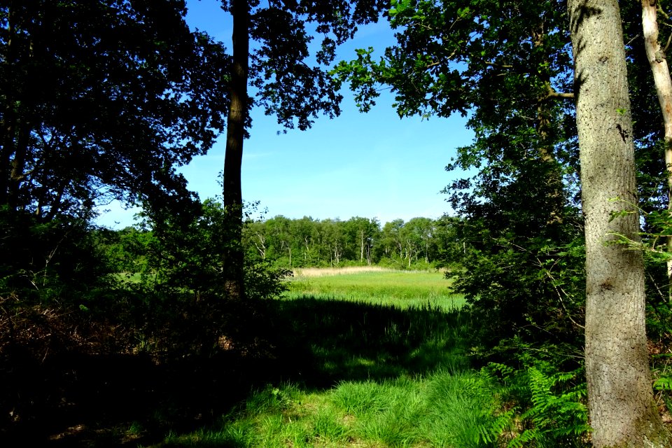 20170601_Nationaal_Park_De_Drentsche_Aa_ten_zuiden_van_Oudemolen1
