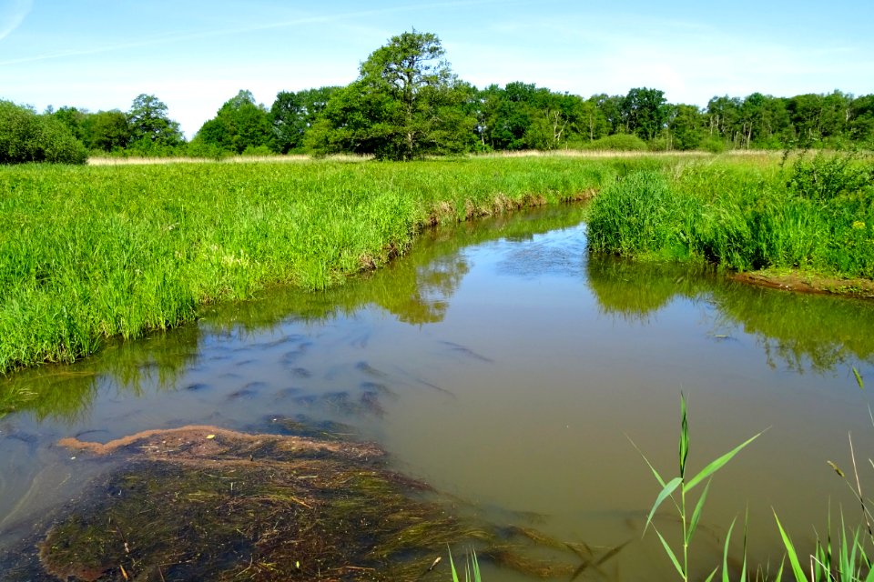 20170601_Nationaal_Park_De_Drentsche_Aa_links_Gasterensche_Diep_midden_Taarlosche_Diep_rechts_Oudemolensche_Diep