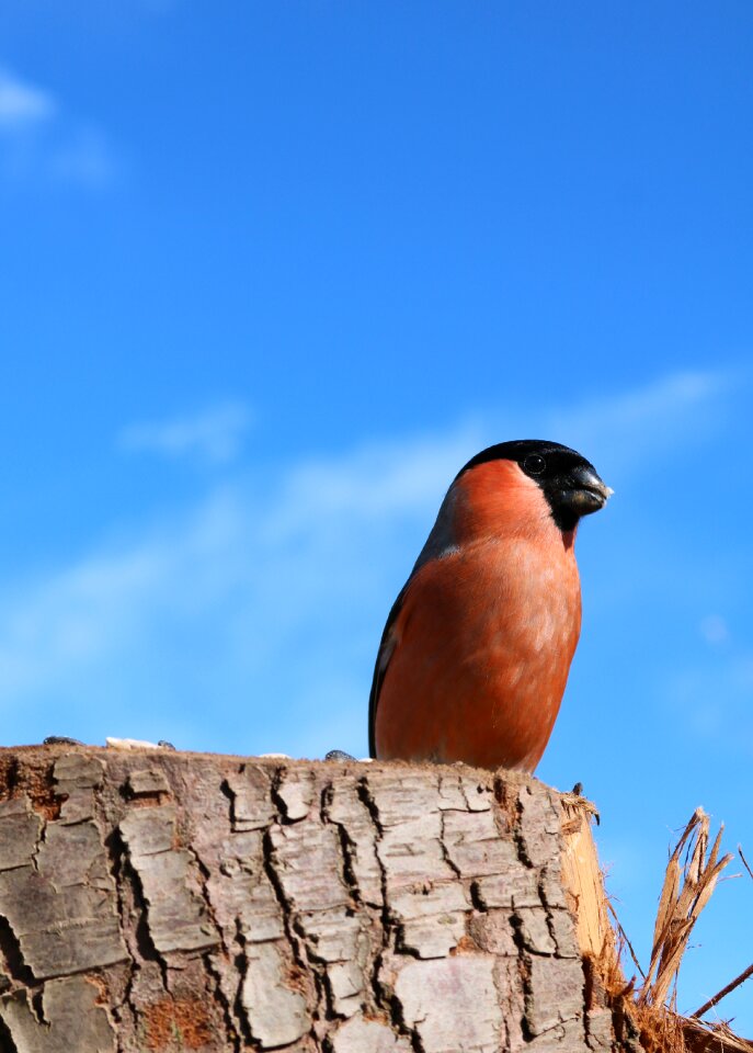 Bird nature red