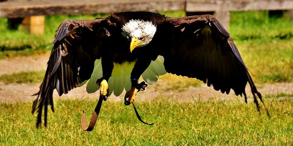 Raptor bald eagle bird of prey photo