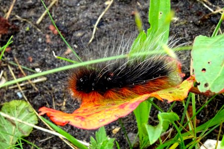 20170608_rups_grote_beer1