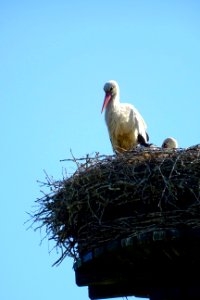 20170601_Nationaal_Park_De_Drentsche_Aa_ooievaar3
