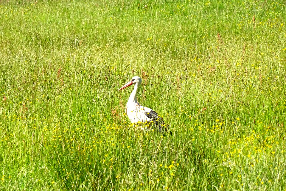 20170601_Nationaal_Park_De_Drentsche_Aa_ooievaar1