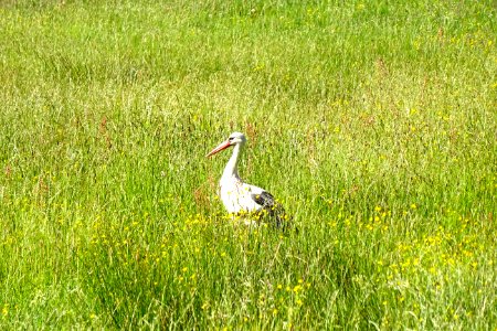 20170601_Nationaal_Park_De_Drentsche_Aa_ooievaar1